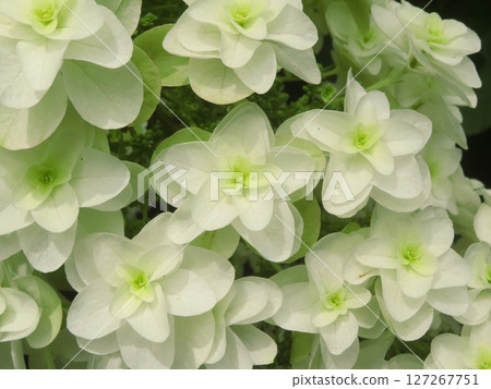 Kashiwaba繡球花 Kashiwaba繡球花 127267751