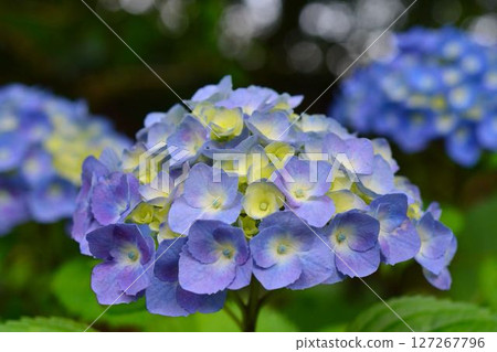 Hydrangea 127267796