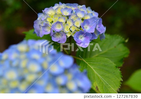 繡球 127267830