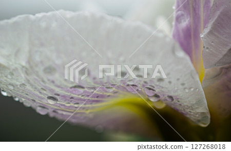 植物上的水滴 127268018