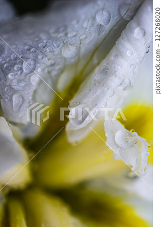 植物上的水滴 127268020