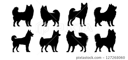 Laika, pomeranian spitz, husky in different poses. Dog breed silhouette. Laika, pomeranian spitz, husky in different poses. Dog breed silhouette. 127268060