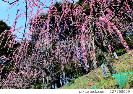 Dangling plum Dangling plum 127268099