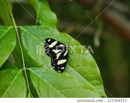 Kin Monga Kin Monga 127268151