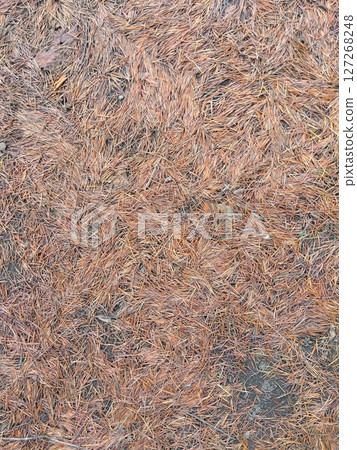 Fallen leaves of Himalayan cedar scattered in a park garden in early summer 127268248