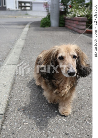 A senior miniature dachshund walking on a sidewalk in a residential area 127268516