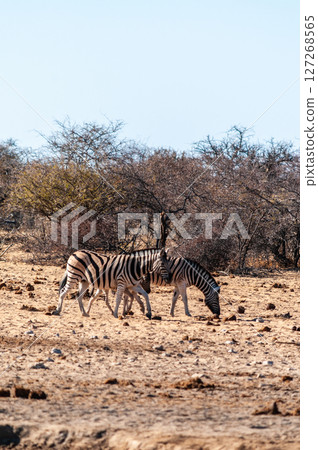 A group of Zebras in Etosha 127268565