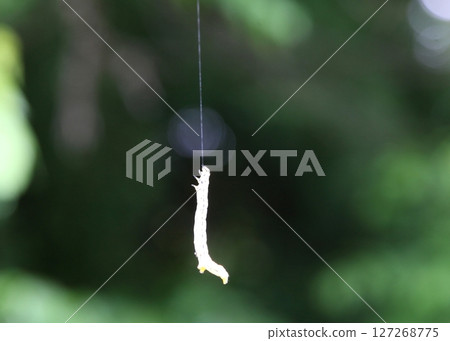 一隻幼蟲被一根線掛在樹枝上 127268775