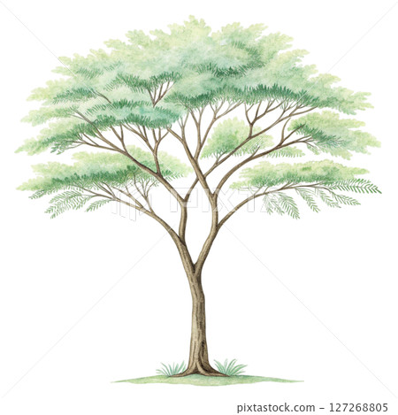 Plant Green Tree Botanical Landscape Minimal Watercolor white background 127268805