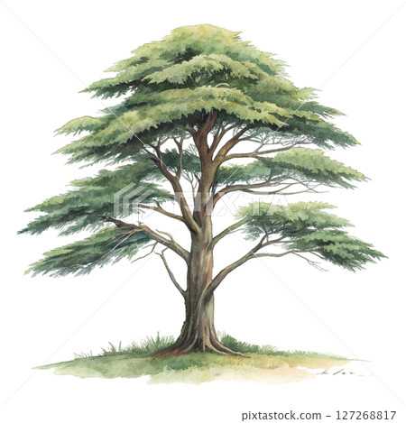 Plant Green Tree Botanical Landscape Minimal Watercolor white background 127268817