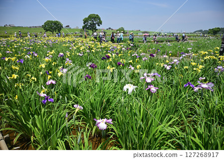 2025 年 6 月，東京江戶川區小岩菖蒲園，陽光明媚 127268917