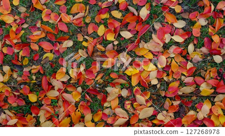 Colorful fallen leaves background material Colorful fallen leaves background material 127268978
