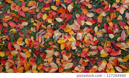 Colorful fallen leaves background material 127268980