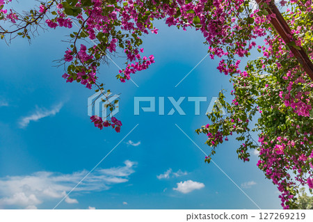 blue sky and crape myrtles tree blue sky and crape myrtles tree 127269219
