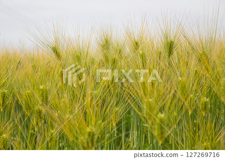 Rural landscape with a train passing through Rural landscape with a train passing through 127269716