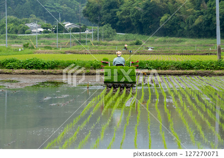 水稻種植場景 水稻種植 127270071