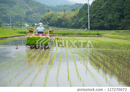 水稻種植場景 水稻種植 127270072