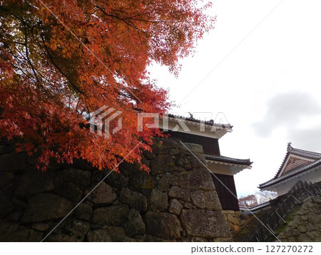 秋葉映襯下閃閃發光的日本歷史城堡 127270272