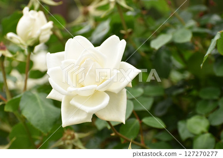 Pure white spring roses 127270277