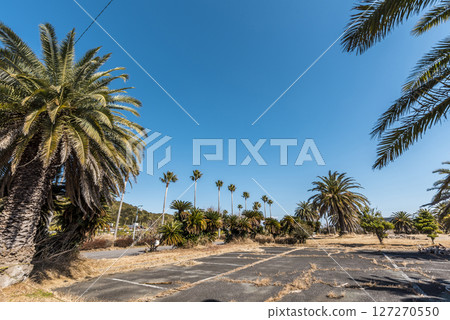 Landscape with palm trees Landscape with palm trees 127270550