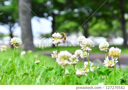 Bees collecting nectar in the field 127270582