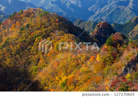 從西上州的白手山眺望，烏帽子山的山脊線呈現出一片紅葉 127270605