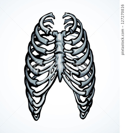 Vector drawing. Thorax and ribs Vector drawing. Thorax and ribs 127270816