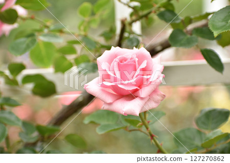 Gorgeous pink spring roses Gorgeous pink spring roses 127270862