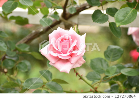 Gorgeous pink spring roses Gorgeous pink spring roses 127270864