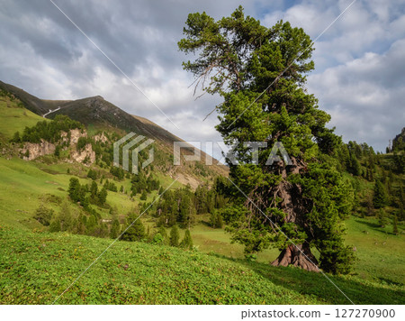 mighty cedar tree on a mountain slope mighty cedar tree on a mountain slope 127270900