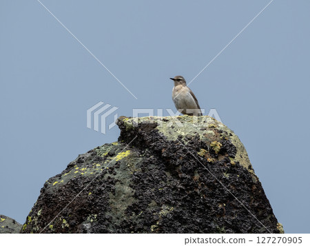 isabelline wheatear Oenanthe isabellina sits on a rock 127270905