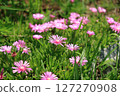 Pink flowers of honeybee 127270908