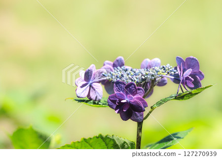 雨季的繡球花在天空的襯托下綻放出鮮豔的色彩 127270939