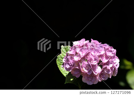 Hydrangeas blooming in vibrant colors under the rainy season sky 127271096