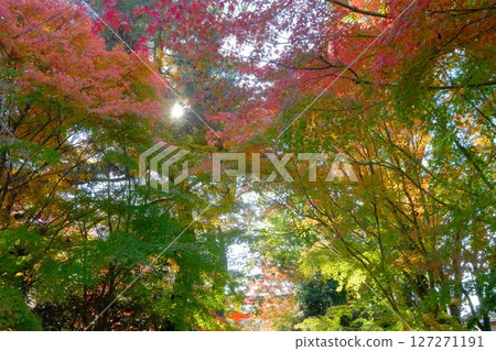 The approach to Ujikami Shrine in autumn The approach to Ujikami Shrine in autumn 127271191