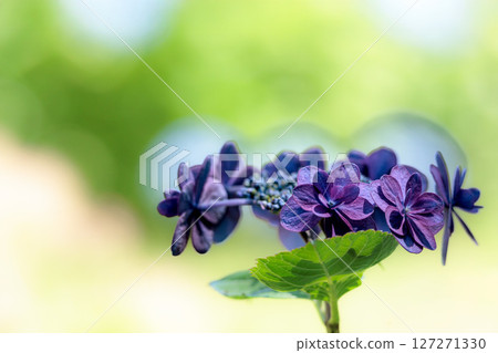 Hydrangeas blooming in vibrant colors under the rainy season sky Hydrangeas blooming in vibrant colors under the rainy season sky 127271330