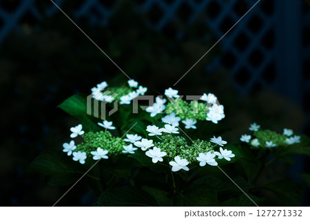 雨季的繡球花在天空的襯托下綻放出鮮豔的色彩 127271332