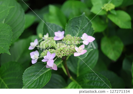 hydrangea   127271334