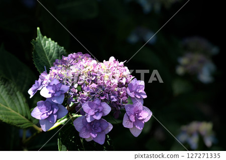 Hydrangeas blooming in vibrant colors under the rainy season sky 127271335