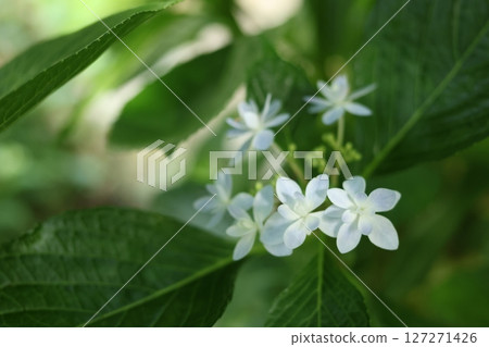 White Hakuji Hydrangea 127271426