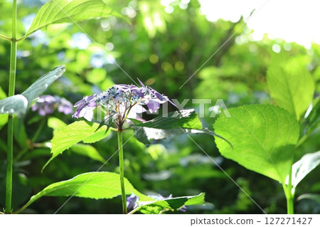 White Hakuji Hydrangea 127271427