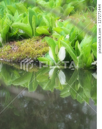 臭菘花倒映在水面上 127271444