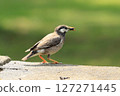 A Starling 127271445