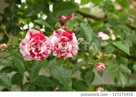 大理石春玫瑰 127271458