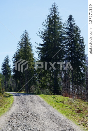 Trail in Silesian Beskids near Szczyrk town in Poland - vertical Trail in Silesian Beskids near Szczyrk town in Poland - vertical 127271539