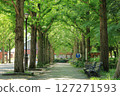 Fresh green ginkgo trees line the streets of Tsukuba City's Doho Park 127271593