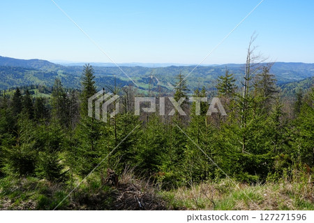 Forest in Silesian Beskids near European Szczyrk town in Poland 127271596
