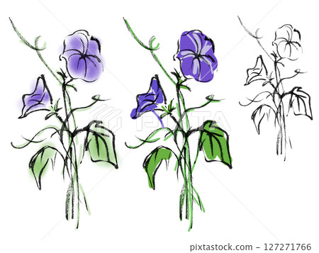 Morning glory illustration drawn with ink - Plant 5 127271766