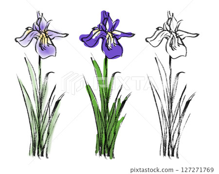 鳶尾花墨水插圖 - 植物 7 127271769
