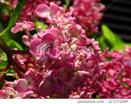 Rainy season flower bed, rainy morning: Hydrangea: flower bed flower Rainy season flower bed, rainy morning: Hydrangea: flower bed flower 127271894